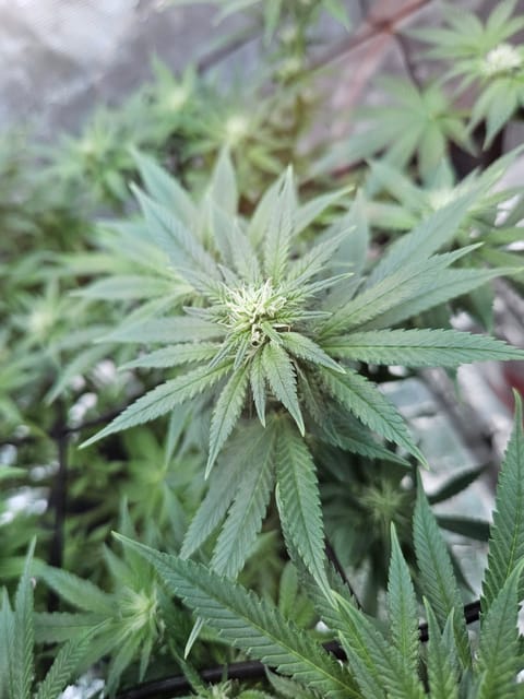 Grow #1 — flower, day 78