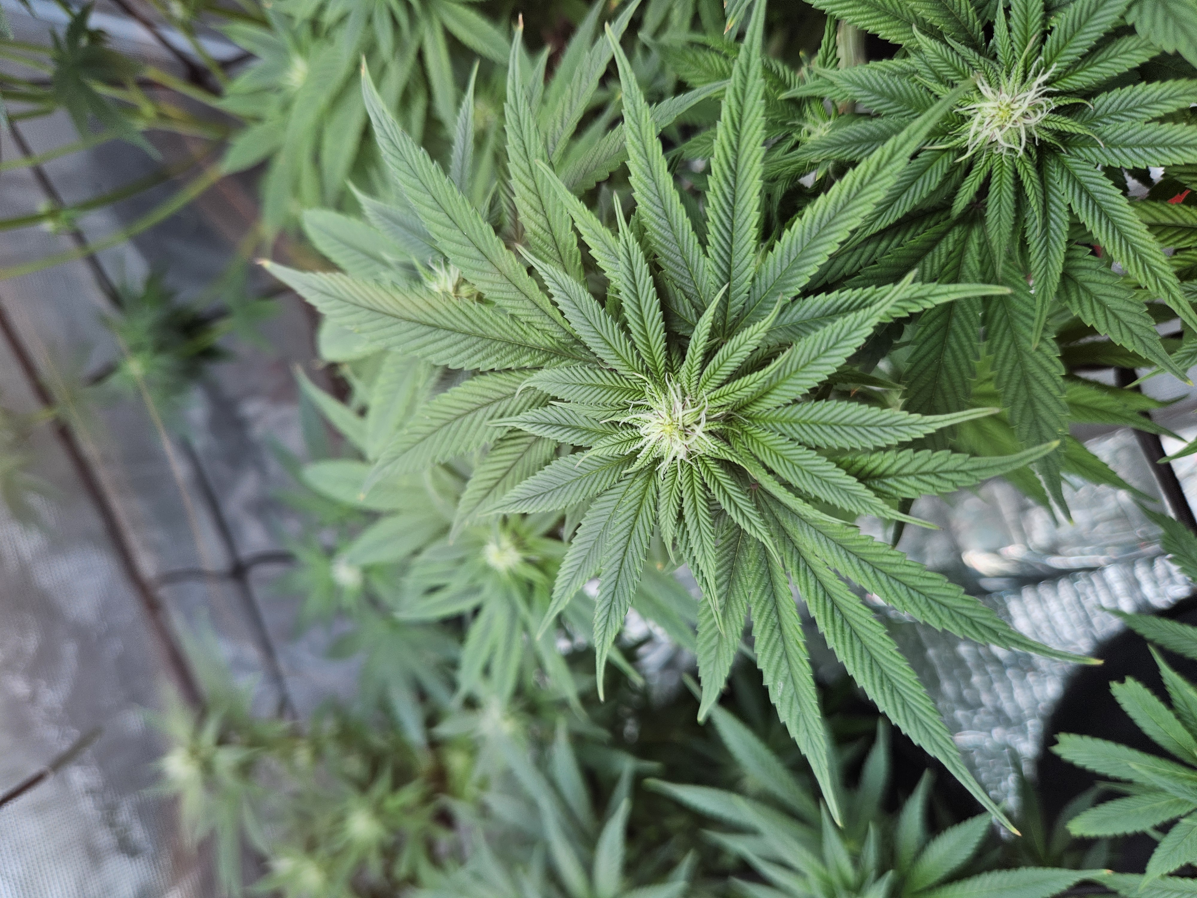 Grow #1 — flower, day 78