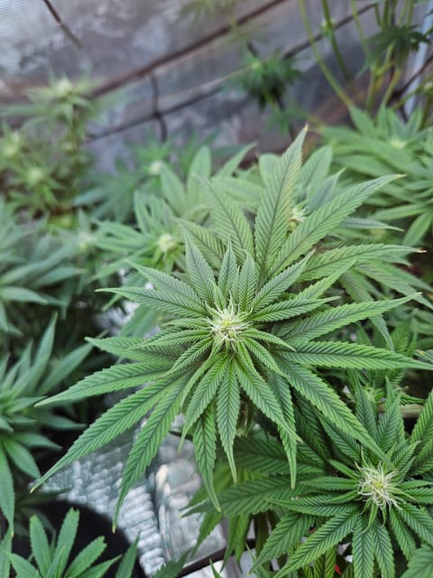 Grow #1 — flower, day 78