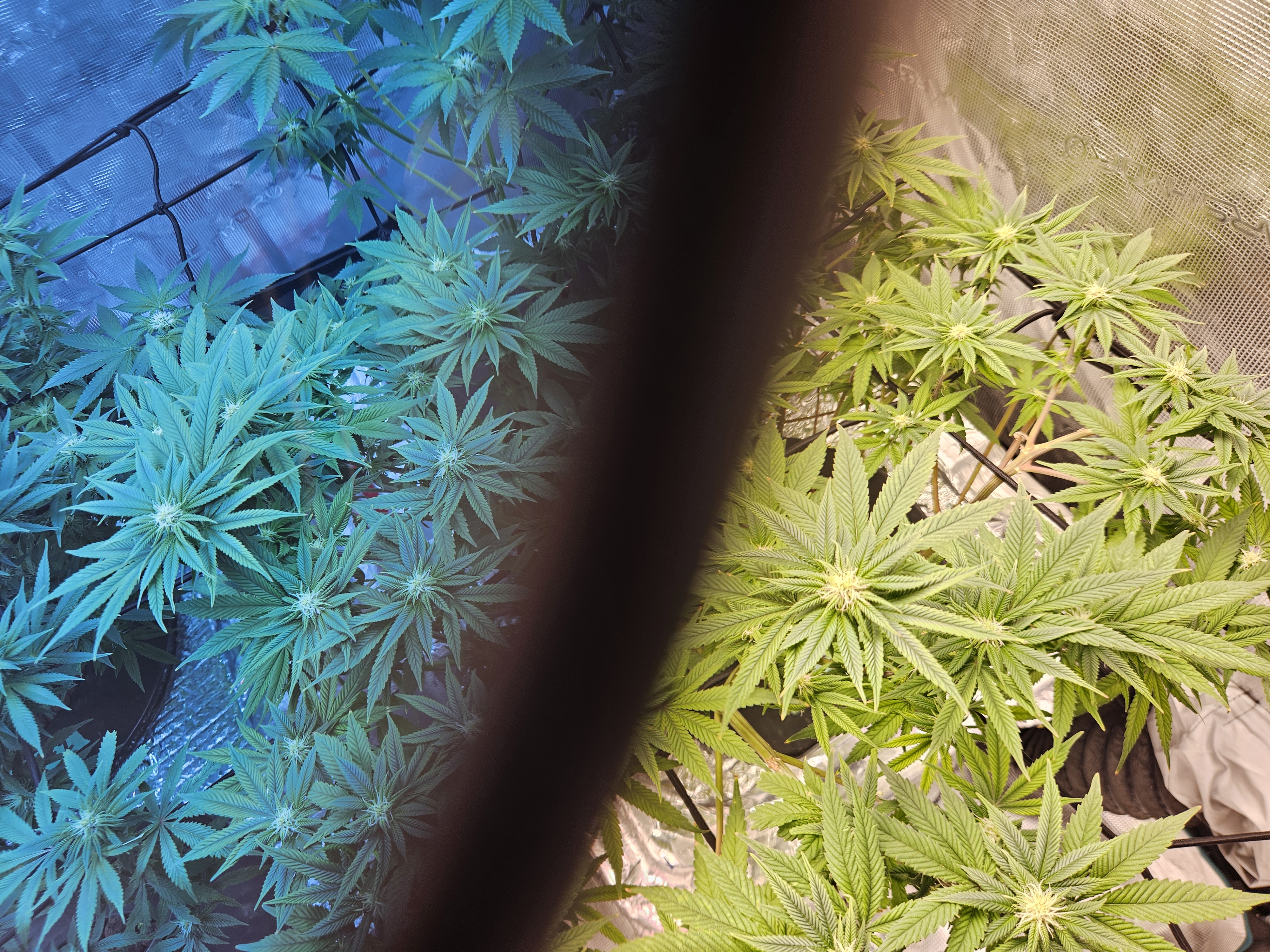 Grow #1 — flower, day 78