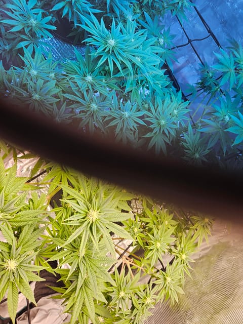 Grow #1 — flower, day 78