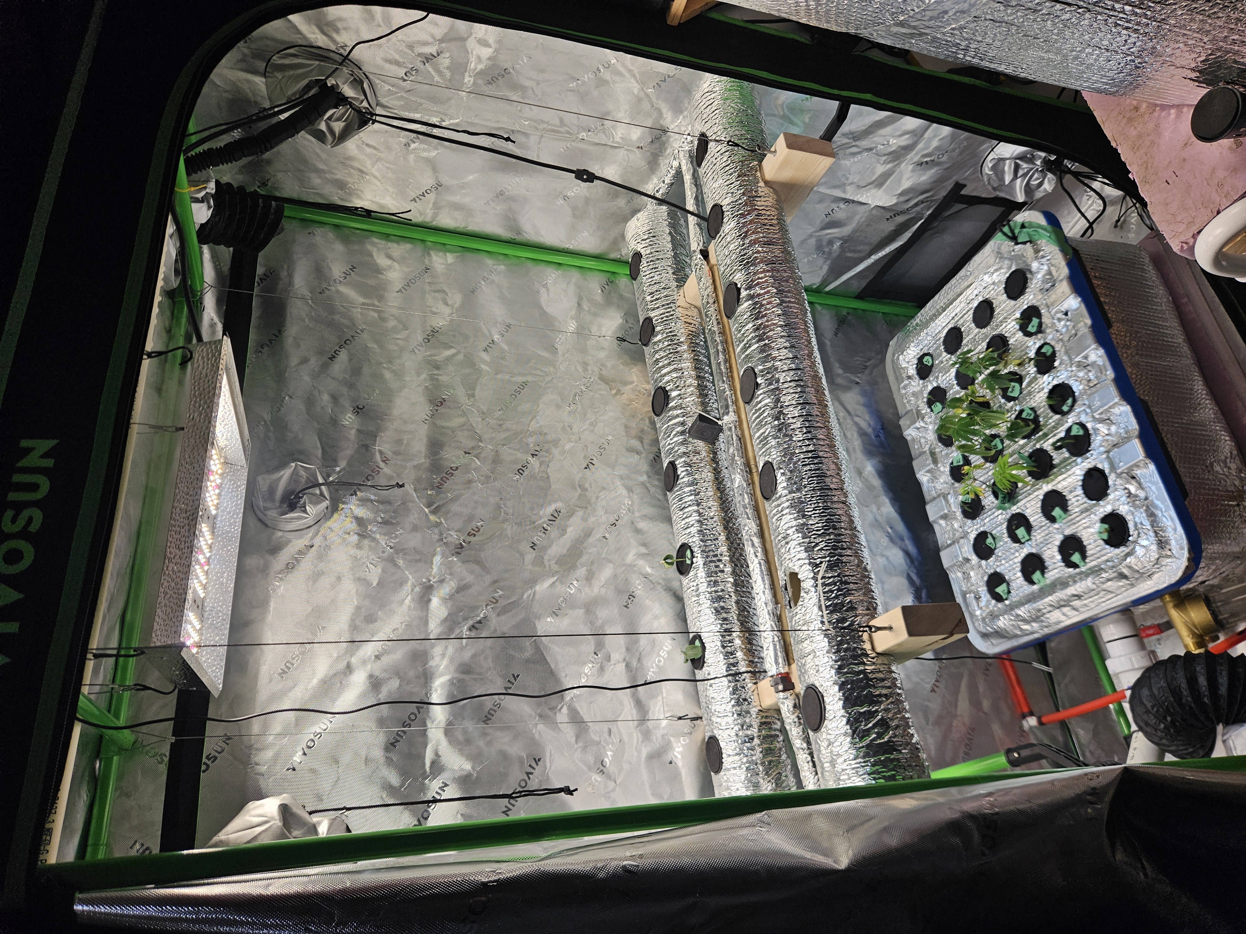 4x2 Veg Tent — seedling_rooting, day 20