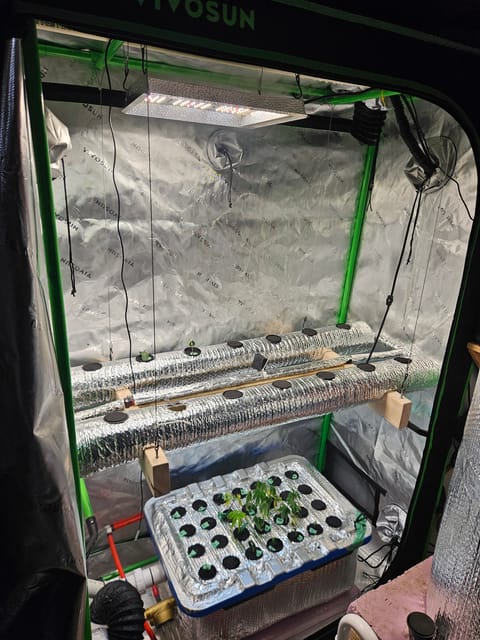 4x2 Veg Tent — seedling_rooting, day 20