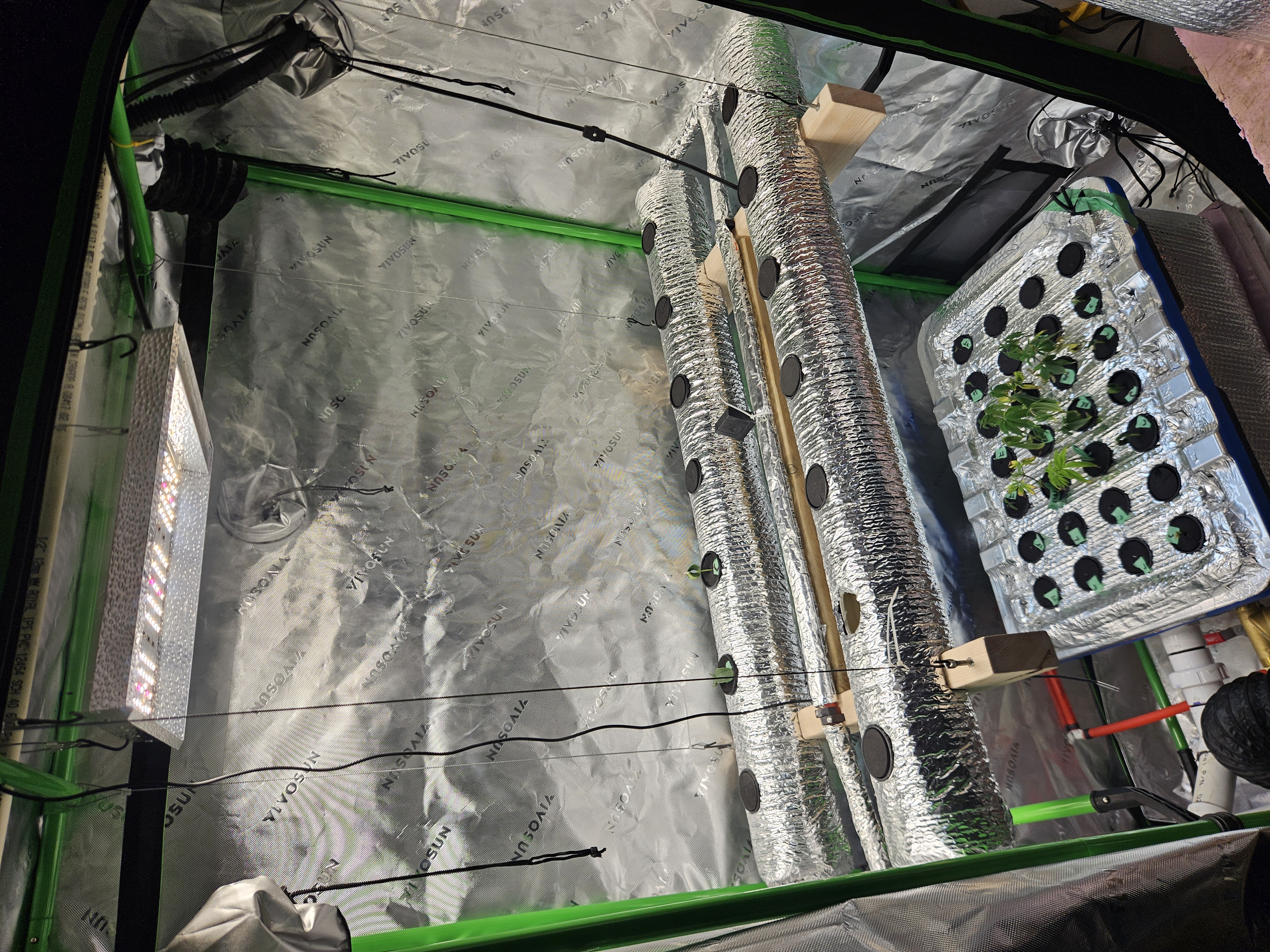 4x2 Veg Tent — seedling_rooting, day 20