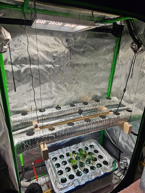 4x2 Veg Tent — seedling_rooting, day 20