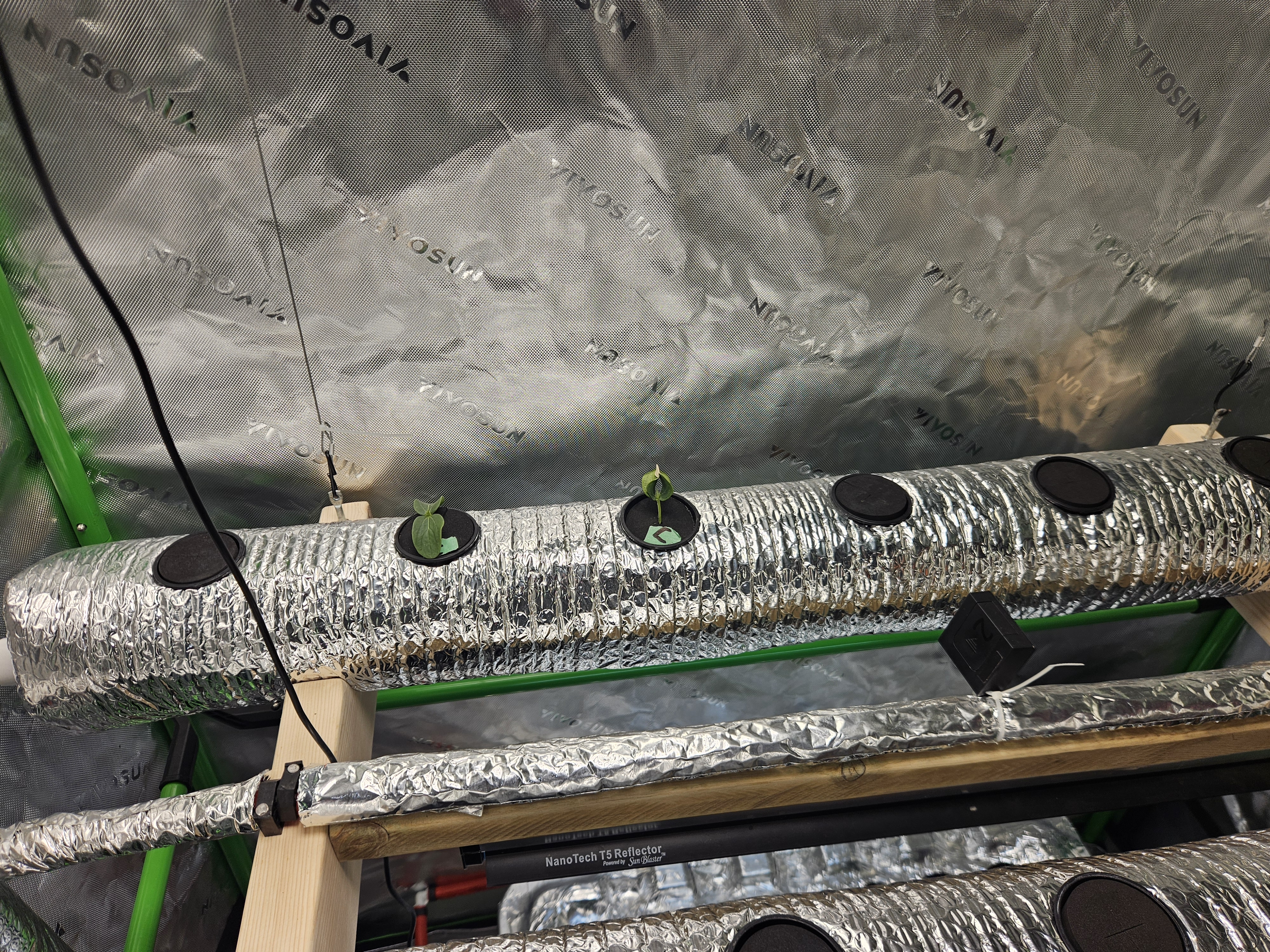 4x2 Veg Tent — seedling_rooting, day 20