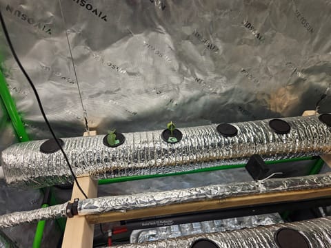 4x2 Veg Tent — seedling_rooting, day 20