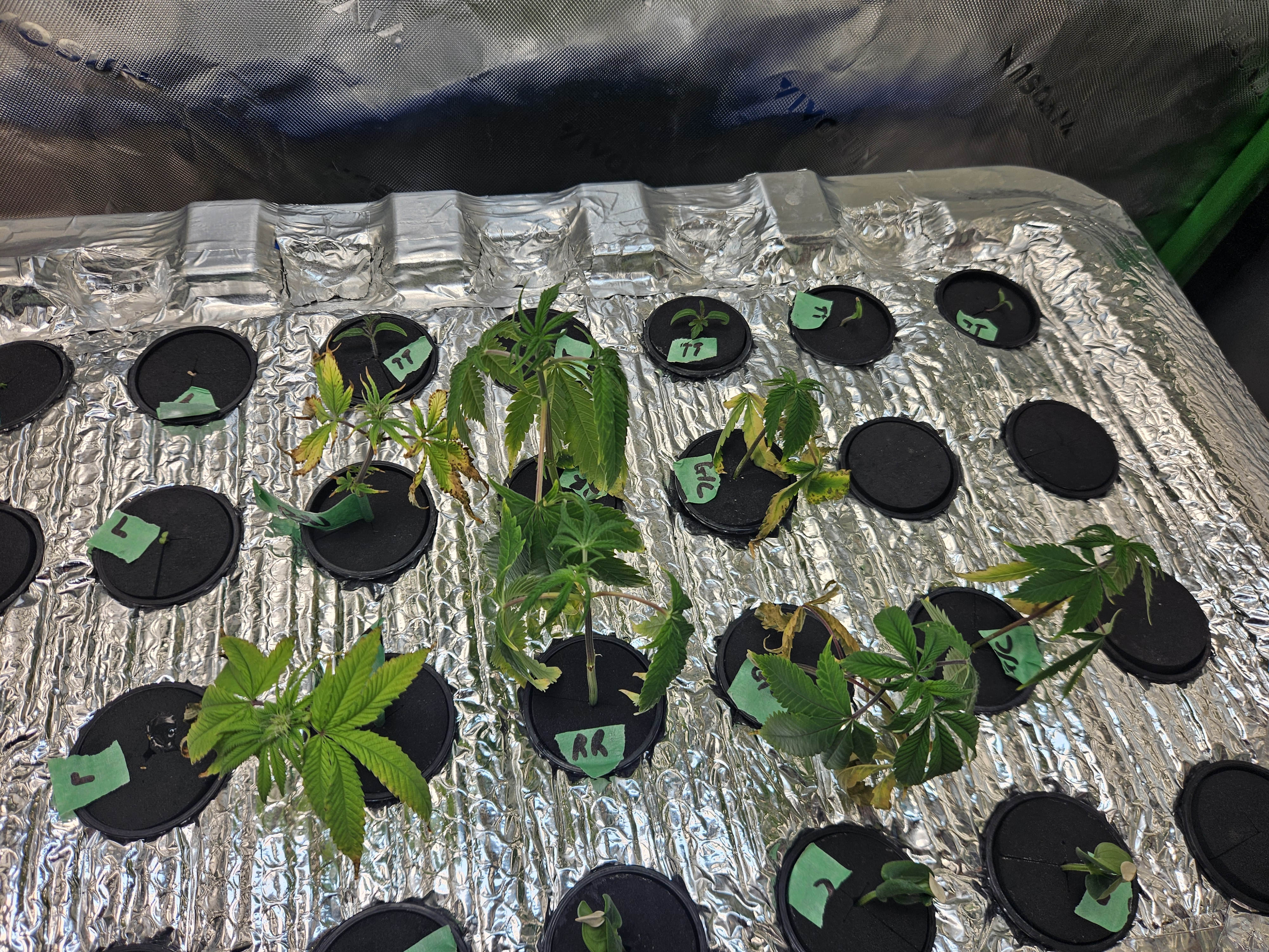 4x2 Veg Tent — seedling_rooting, day 21