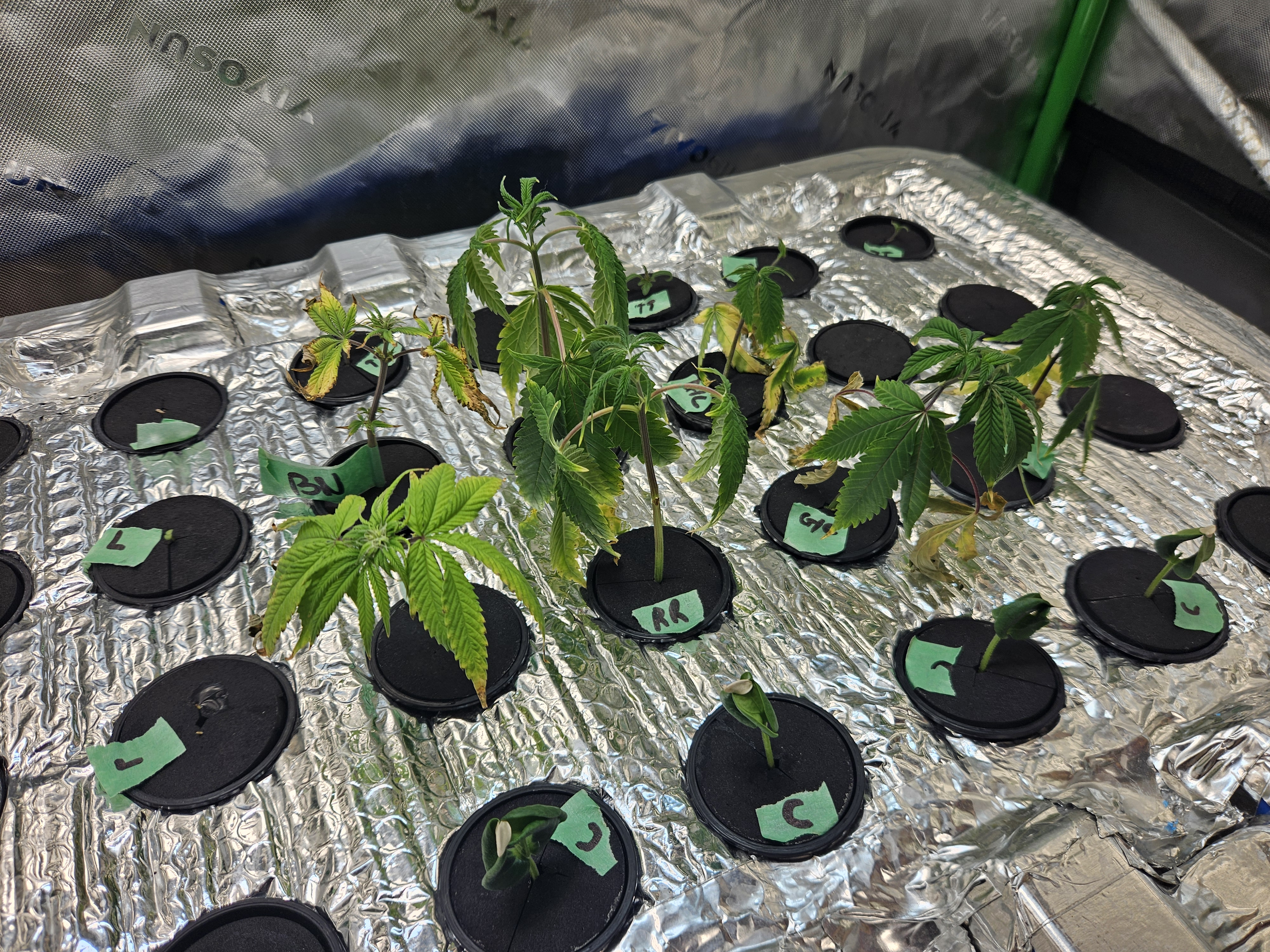 4x2 Veg Tent — seedling_rooting, day 21