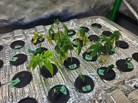 4x2 Veg Tent — seedling_rooting, day 21
