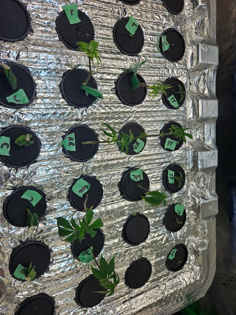 4x2 Veg Tent — seedling_rooting, day 21