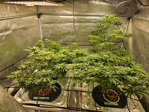 Grow #1 — flower, day 79