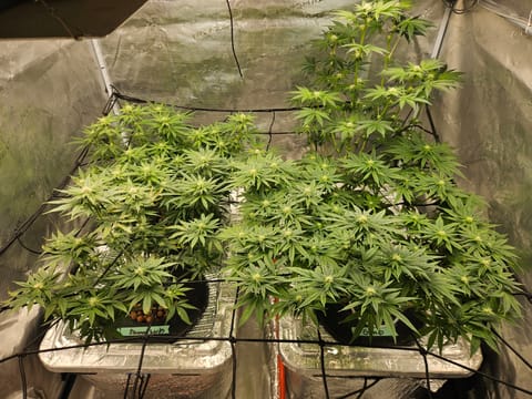 Grow #1 — flower, day 79