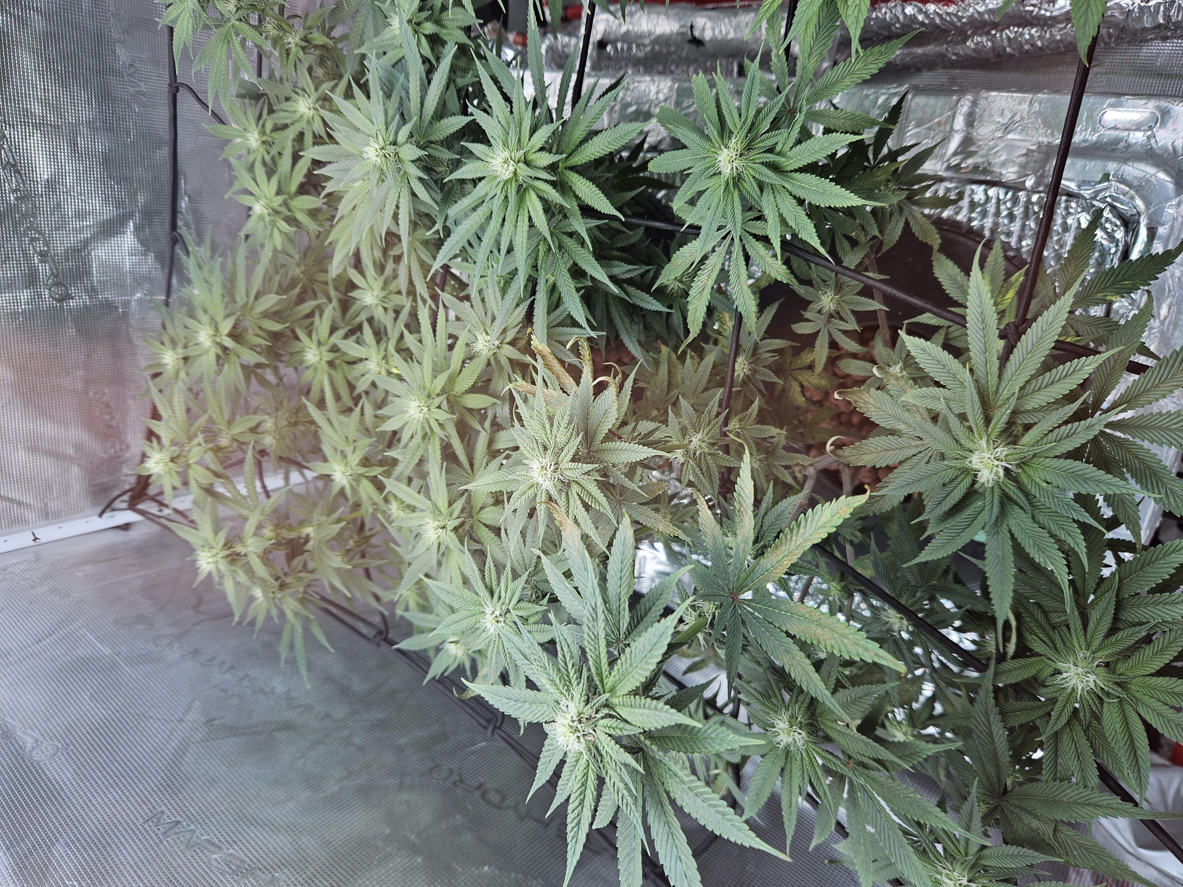 Grow #1 — flower, day 79