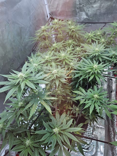 Grow #1 — flower, day 79