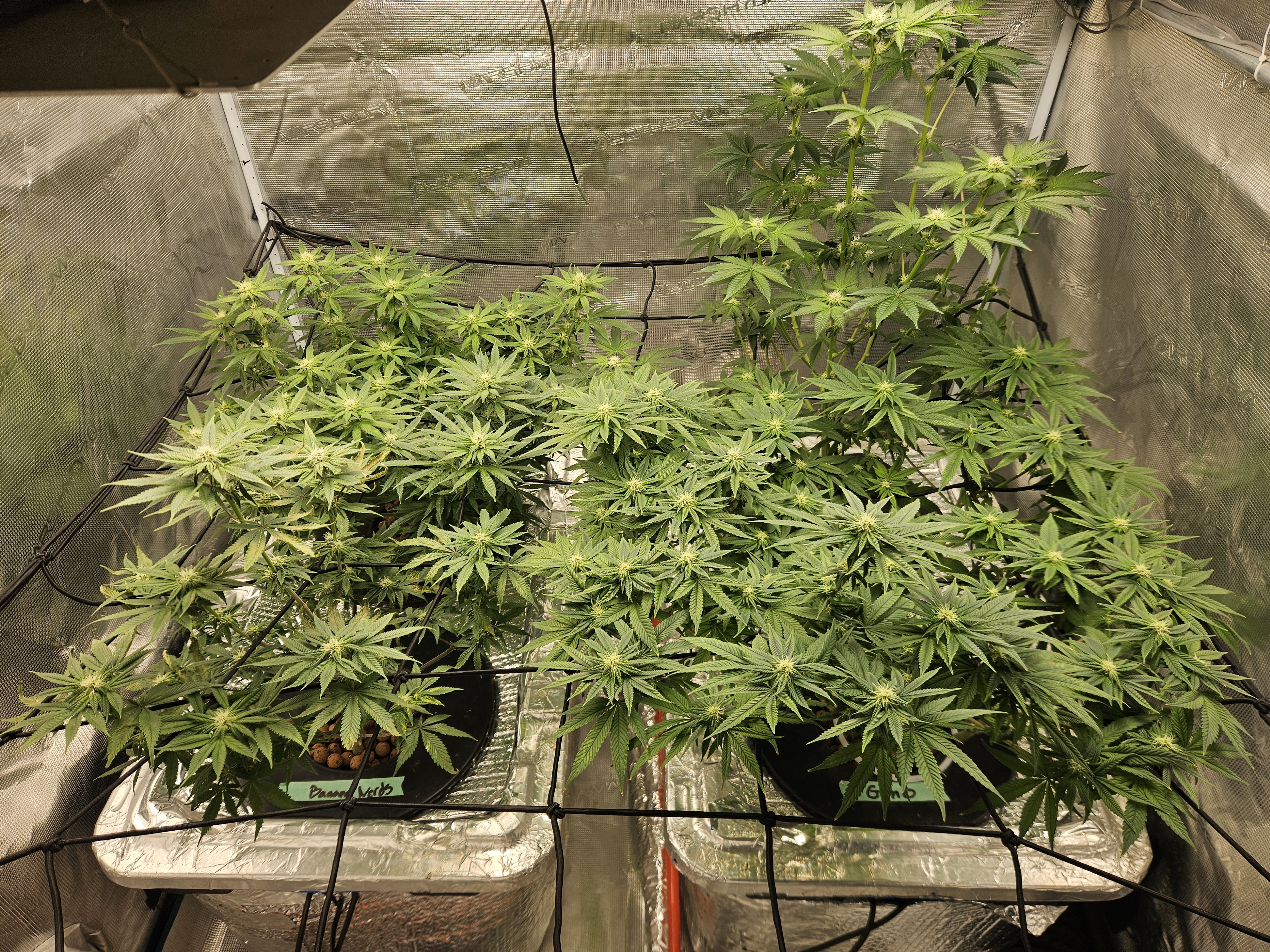 Grow #1 — flower, day 81