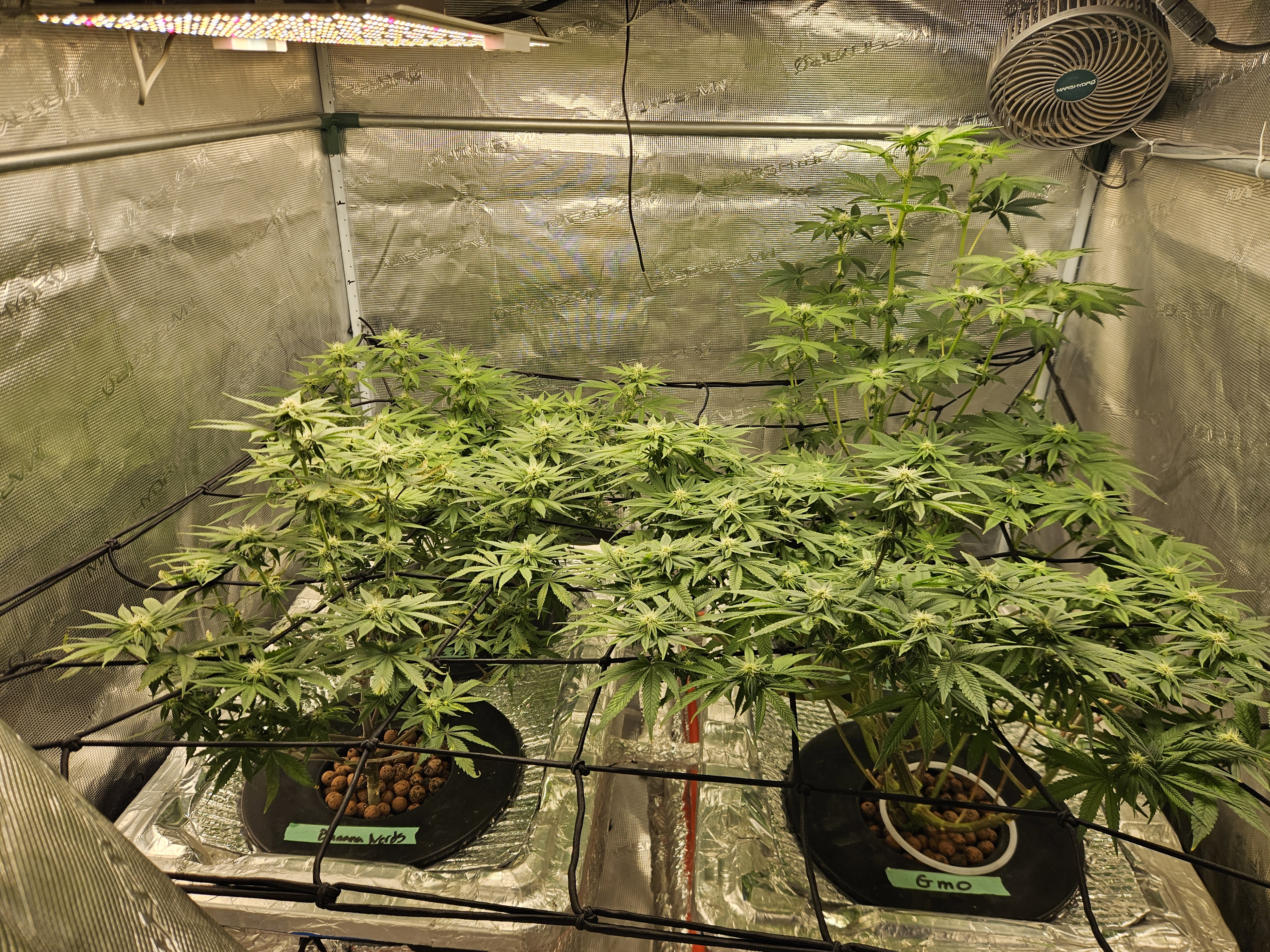 Grow #1 — flower, day 81