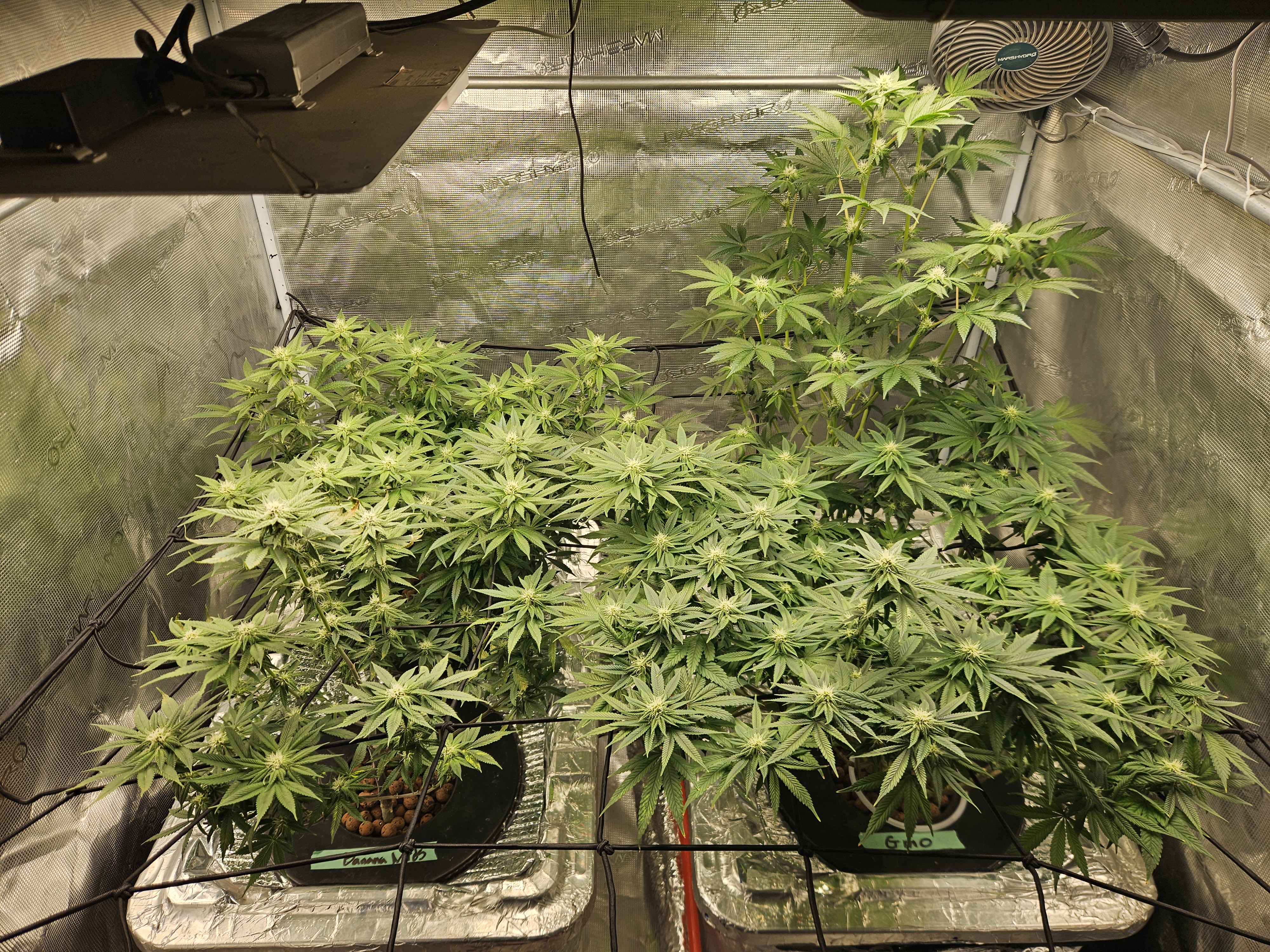 Grow #1 — flower, day 81