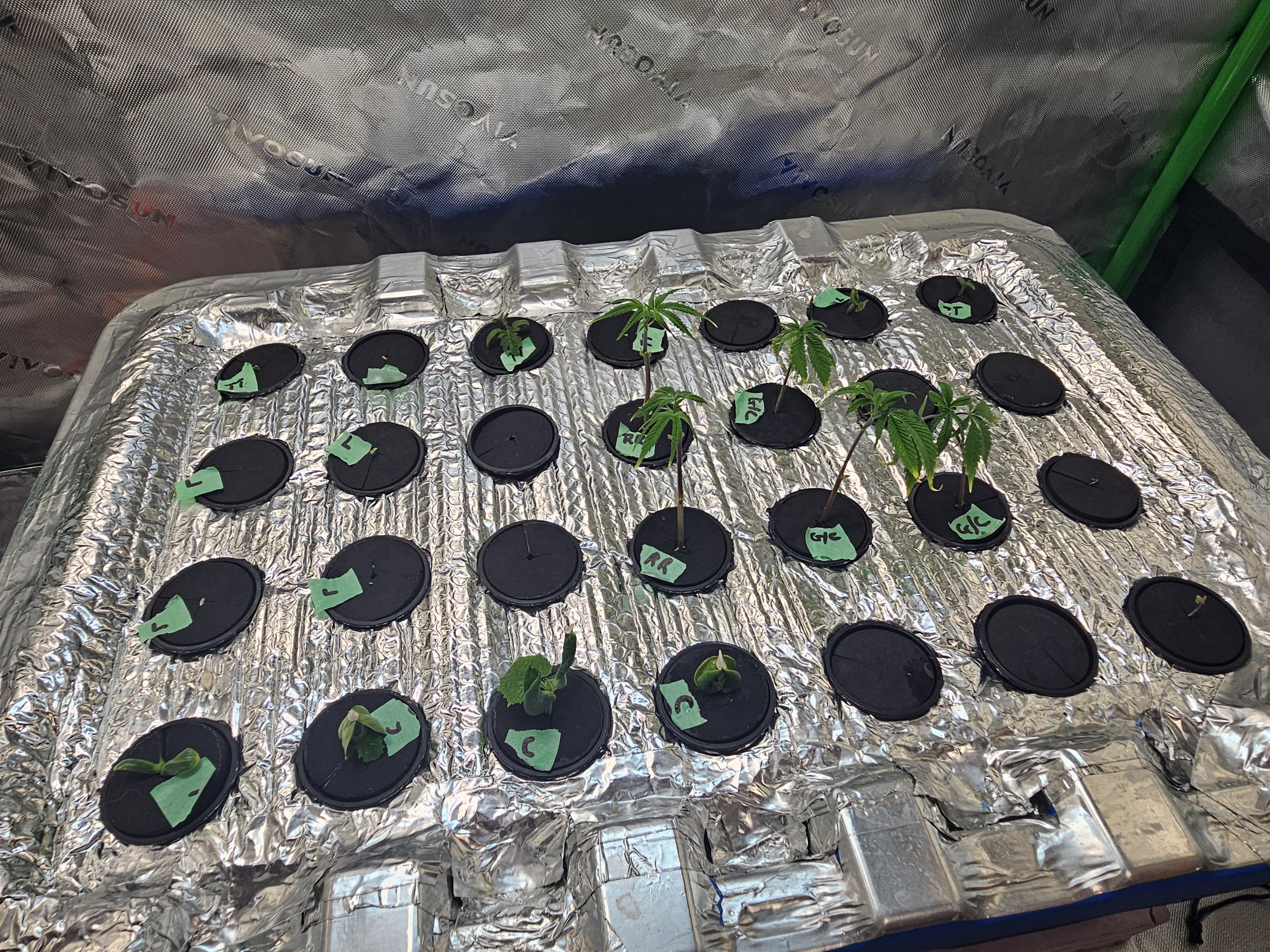 4x2 Veg Tent — seedling_rooting, day 24