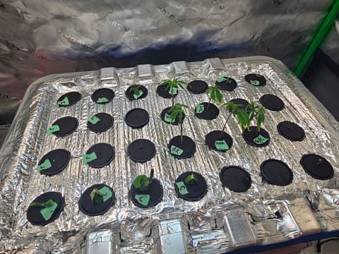 4x2 Veg Tent — seedling_rooting, day 24