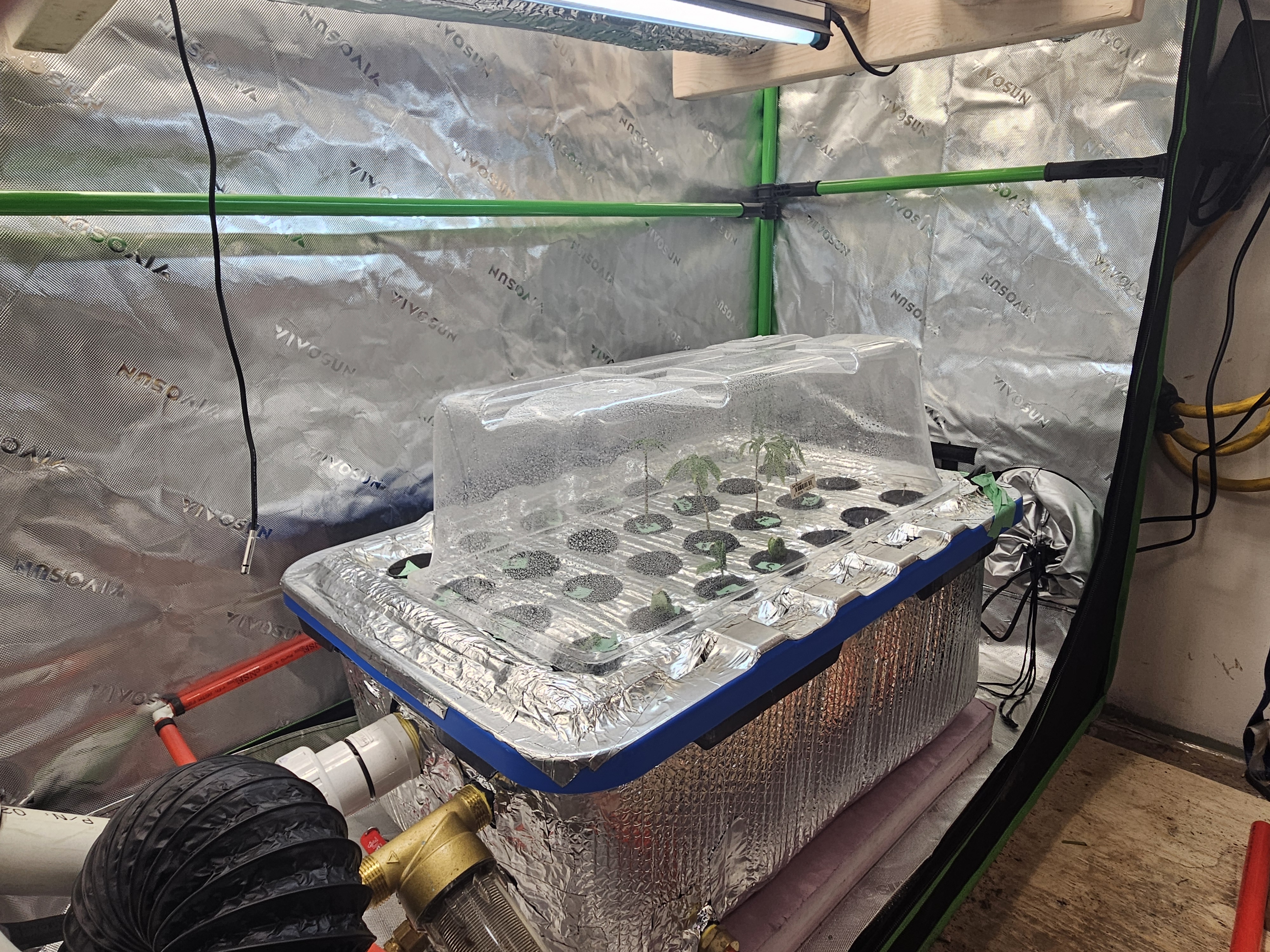 4x2 Veg Tent — seedling_rooting, day 24