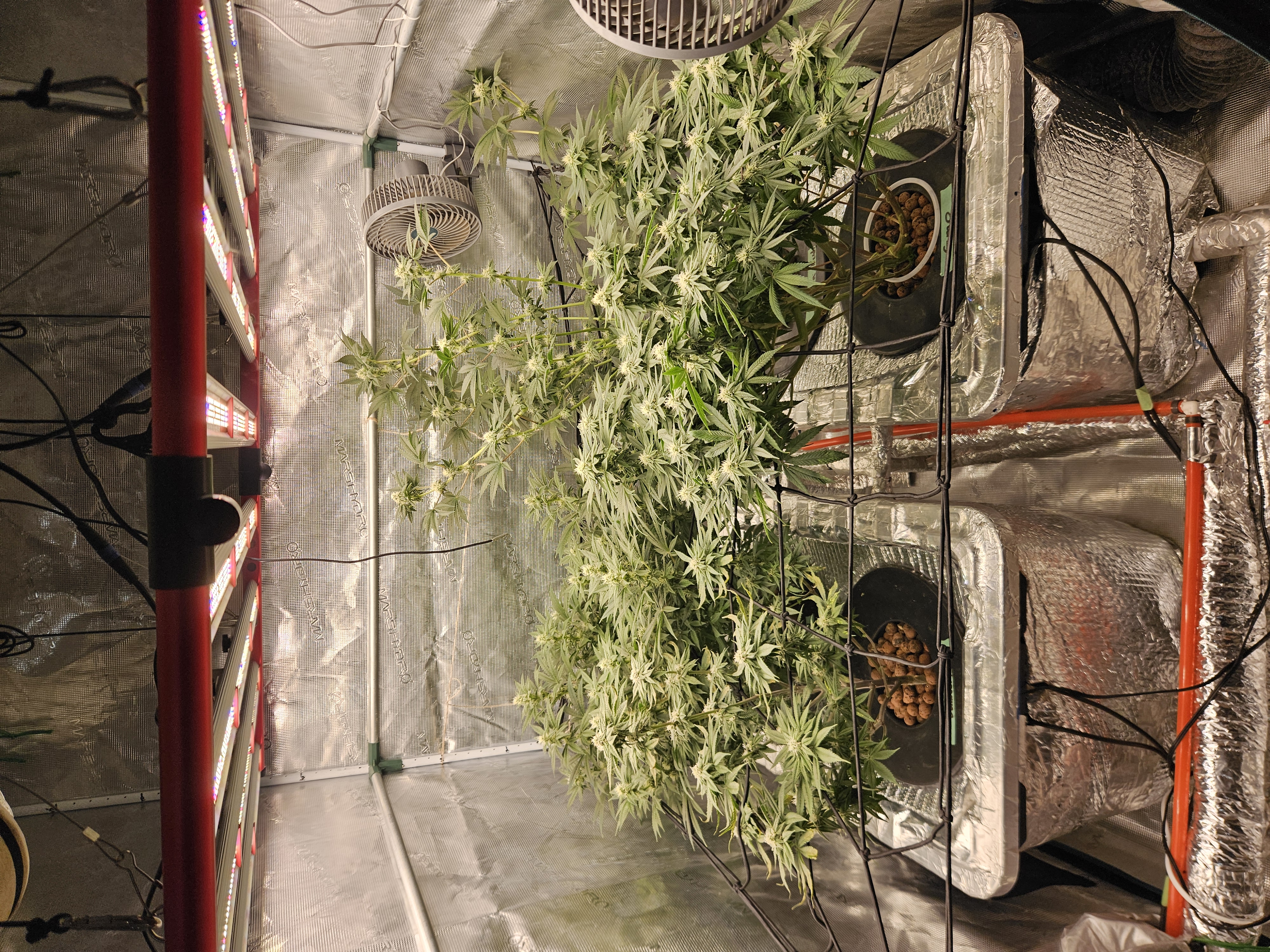 Grow #1 — flower, day 85