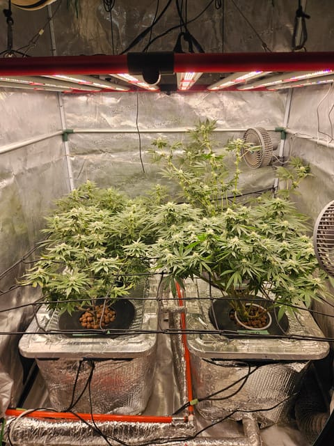 Grow #1 — flower, day 85