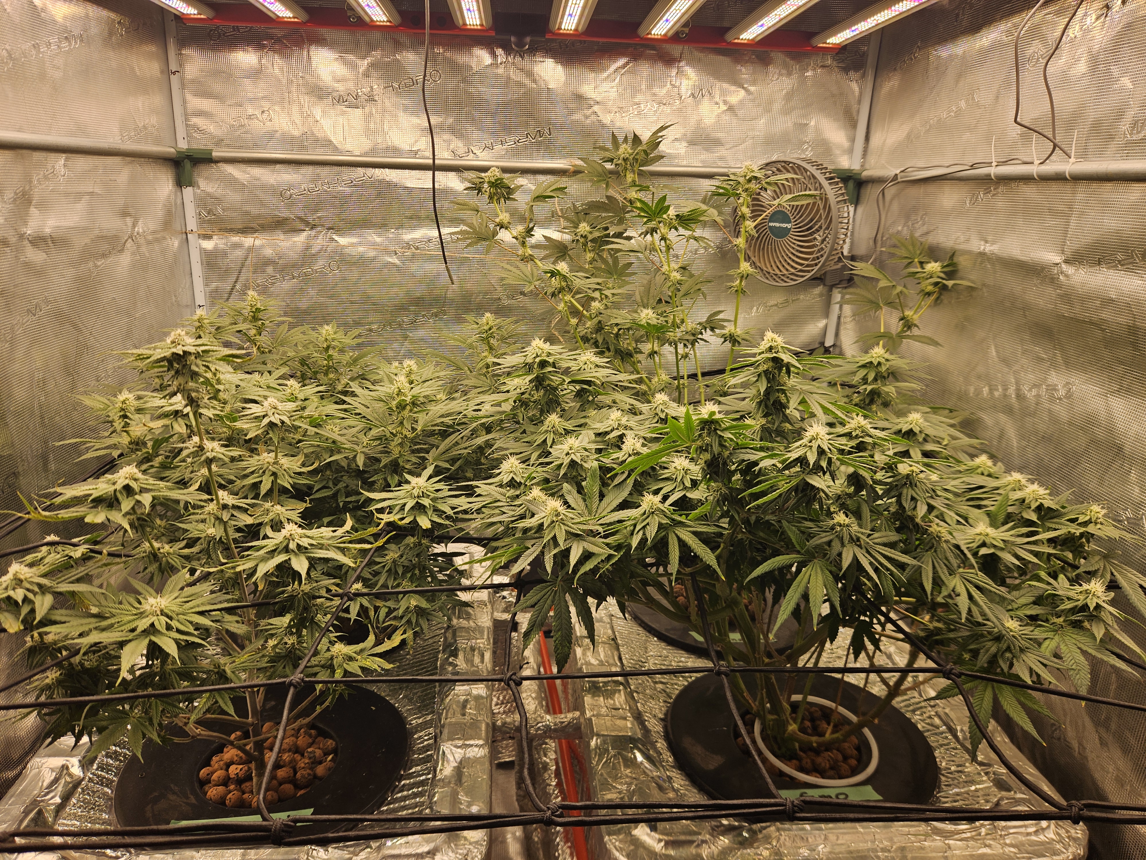 Grow #1 — flower, day 85