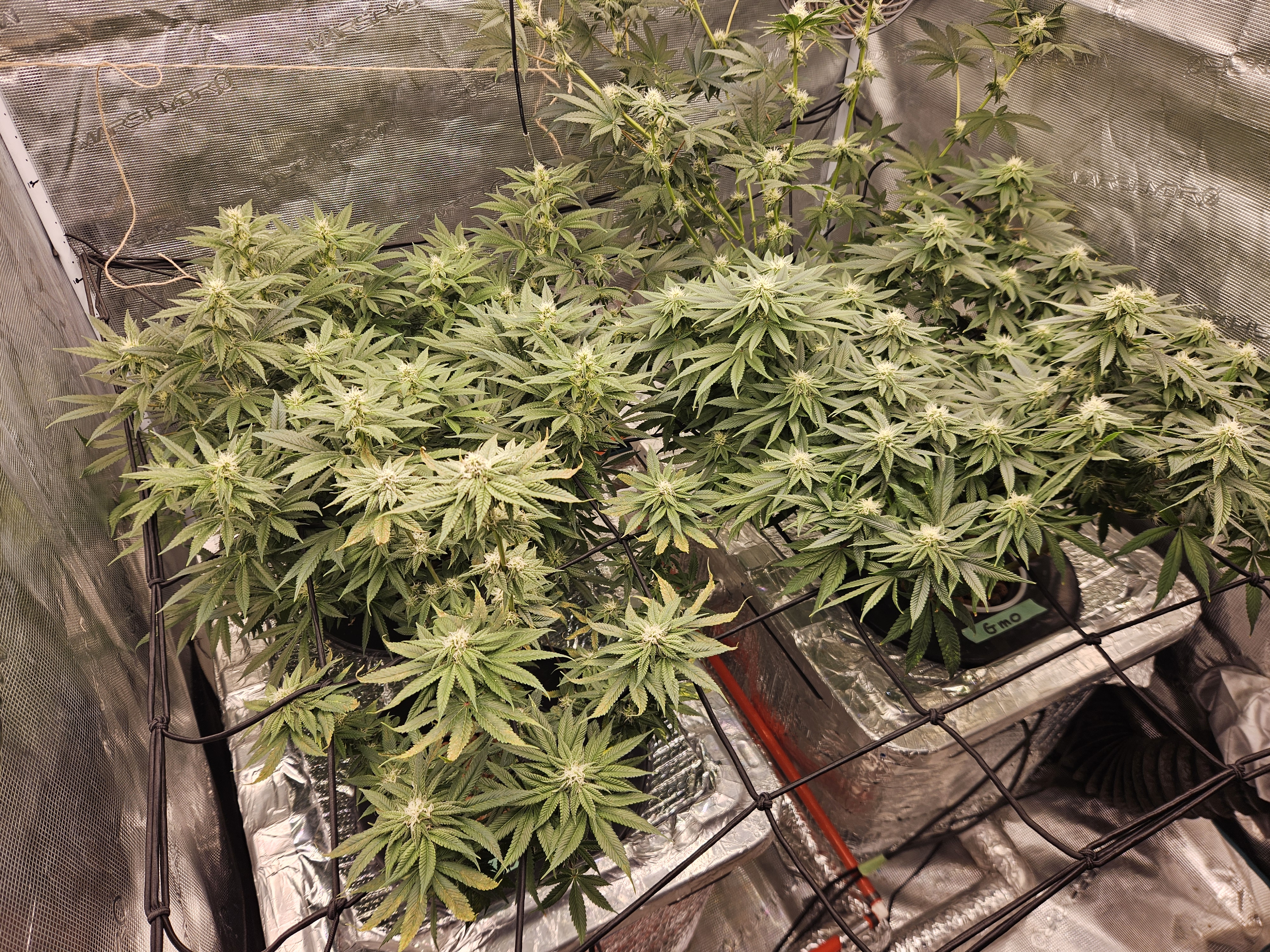 Grow #1 — flower, day 85