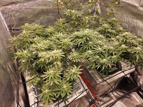 Grow #1 — flower, day 85