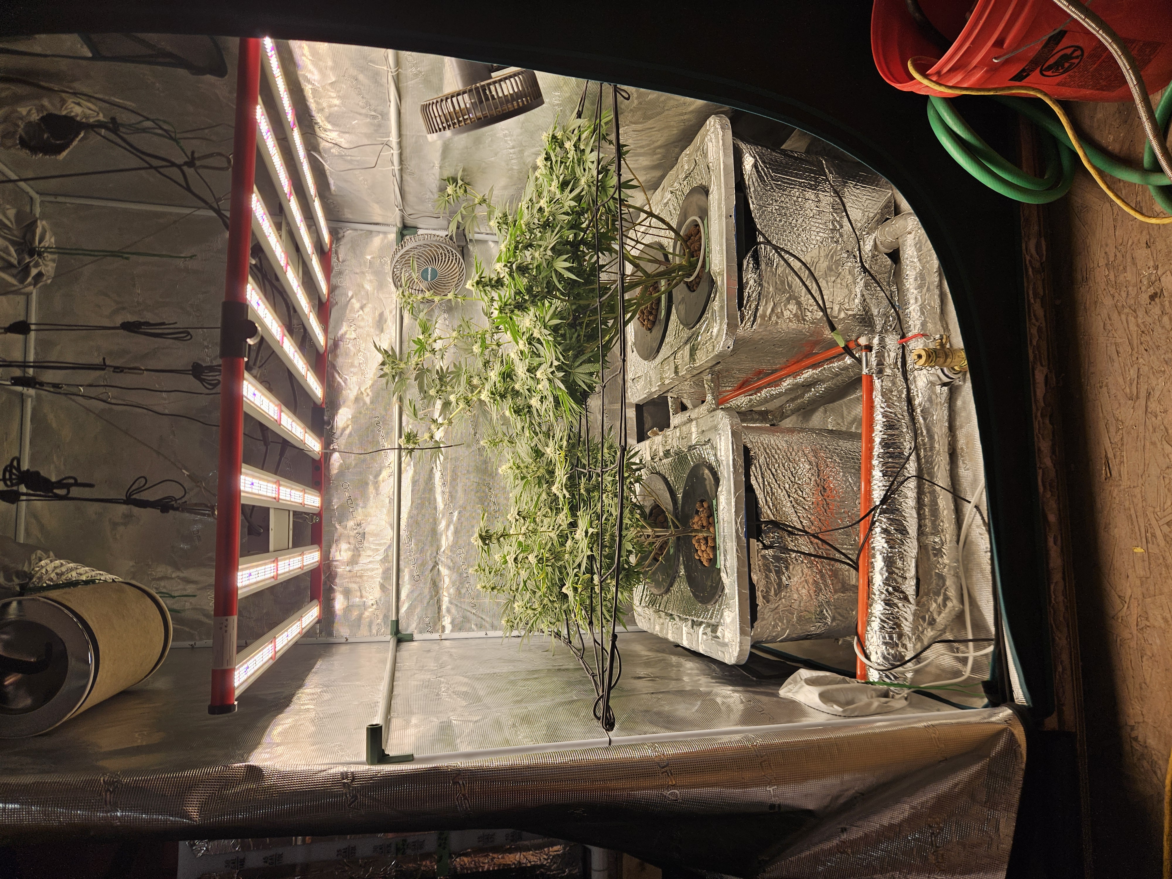 Grow #1 — flower, day 84