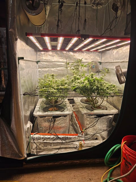 Grow #1 — flower, day 84