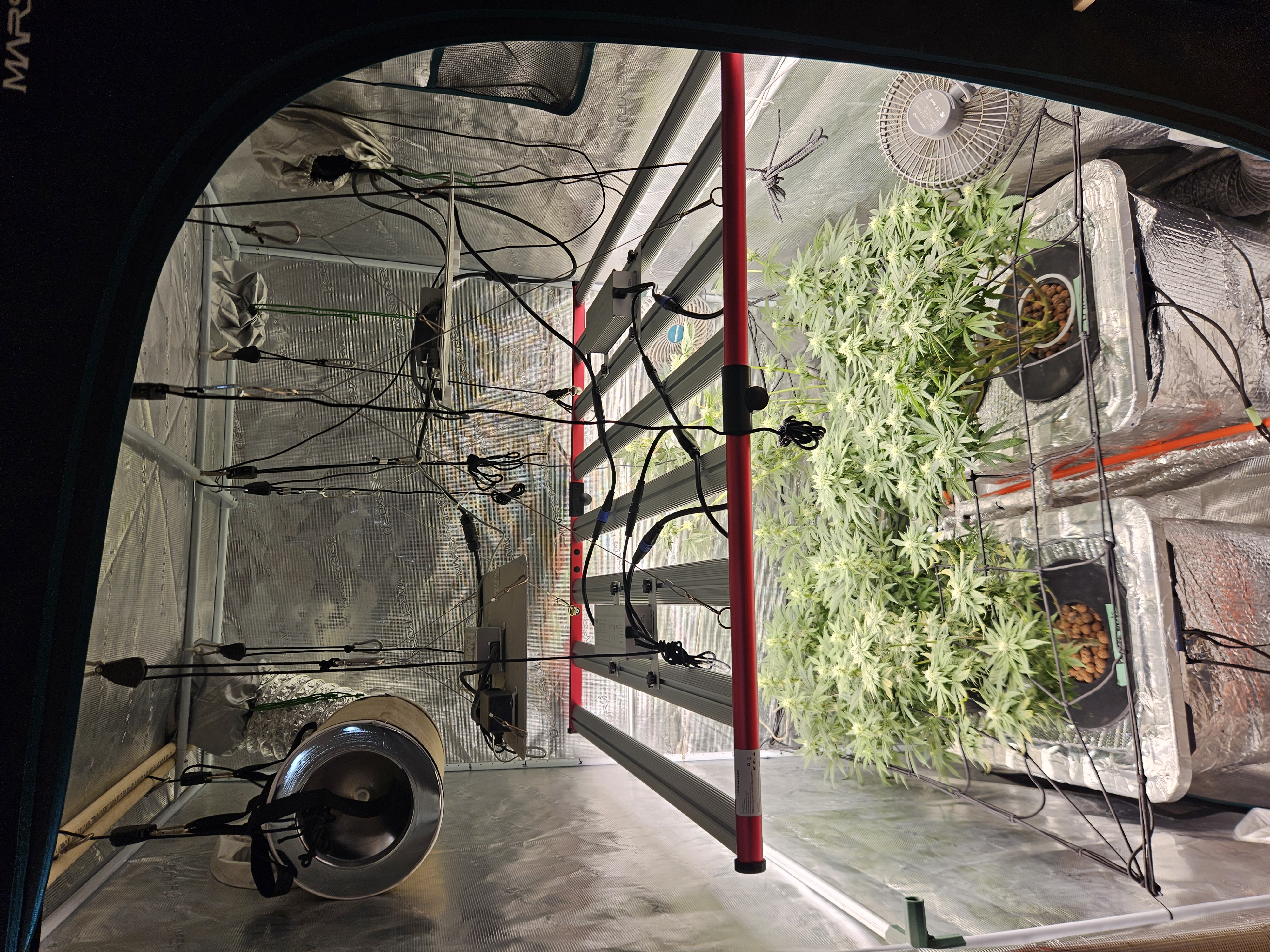 Grow #1 — flower, day 84