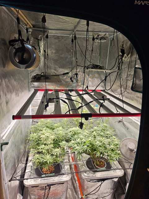 Grow #1 — flower, day 84