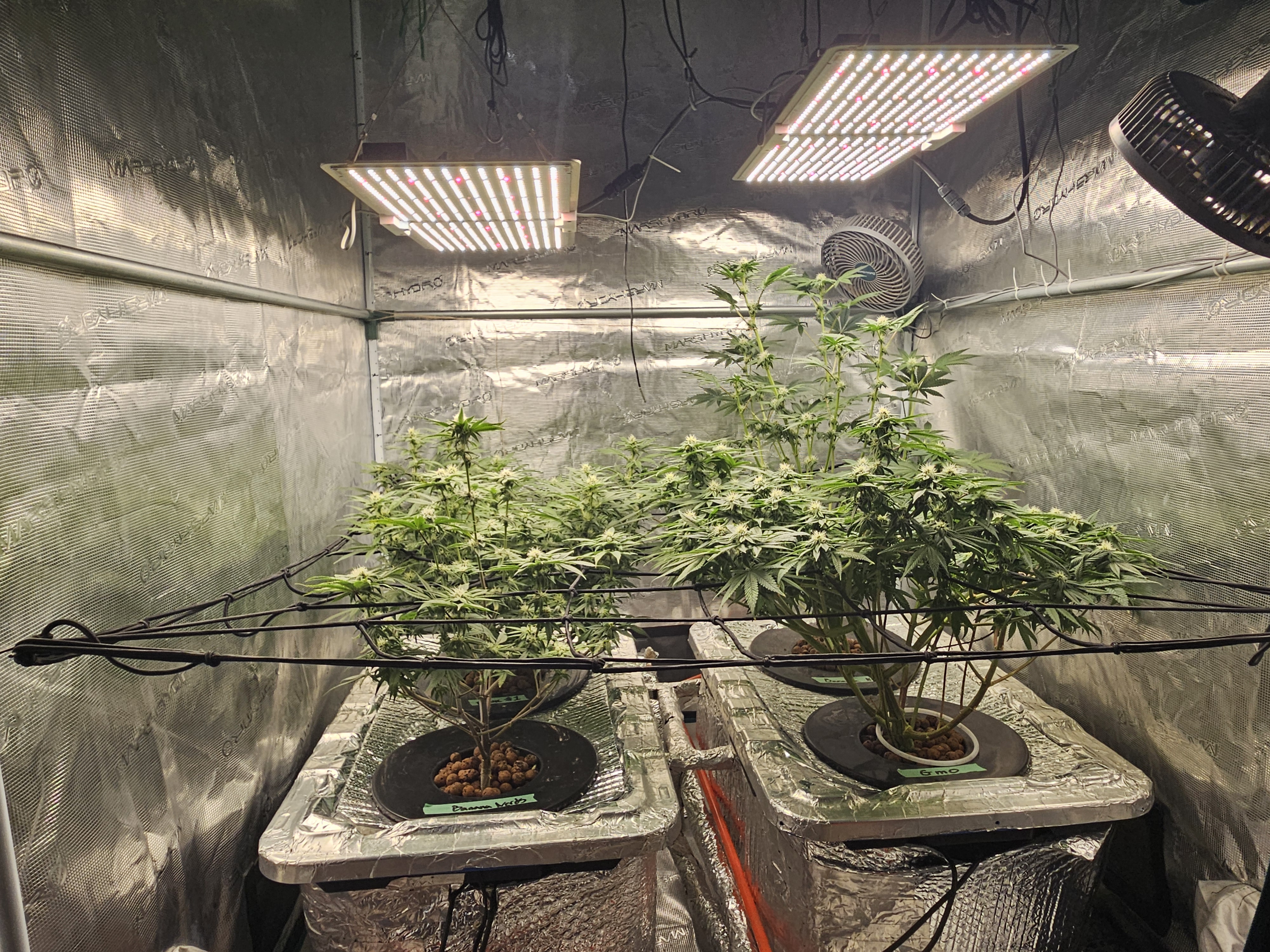 Grow #1 — flower, day 84