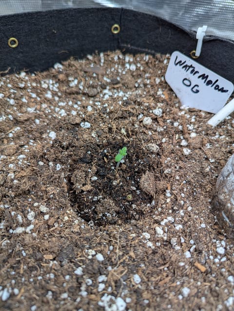 Watermelon OG — seedling_rooting, day 4