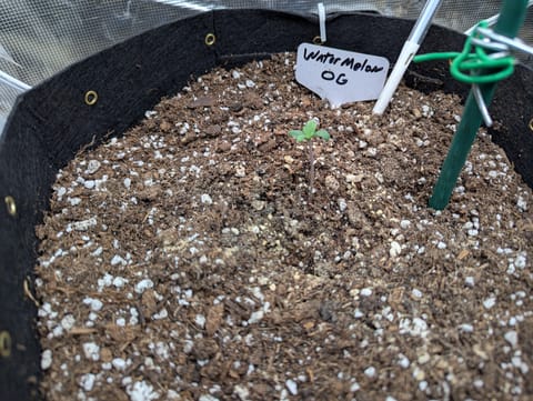 Watermelon OG — vegetative, day 5
