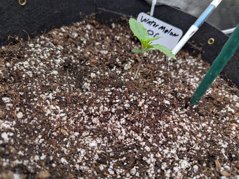 Watermelon OG — vegetative, day 9
