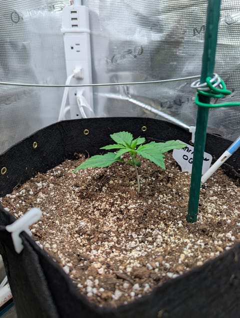 Watermelon OG — vegetative, day 12