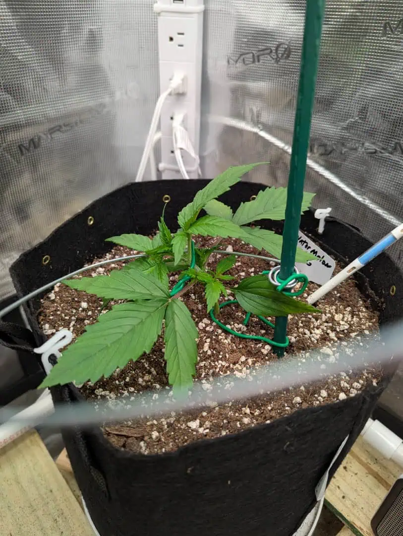 Watermelon OG  — vegetative, day 16