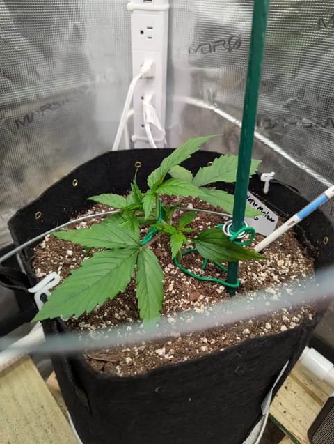 Watermelon OG — vegetative, day 16