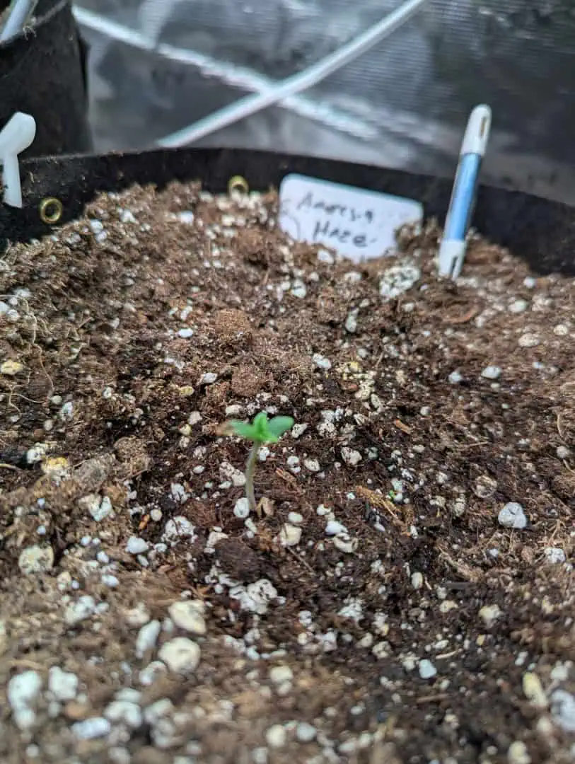 Amnesia Haze — seedling_rooting, day 3