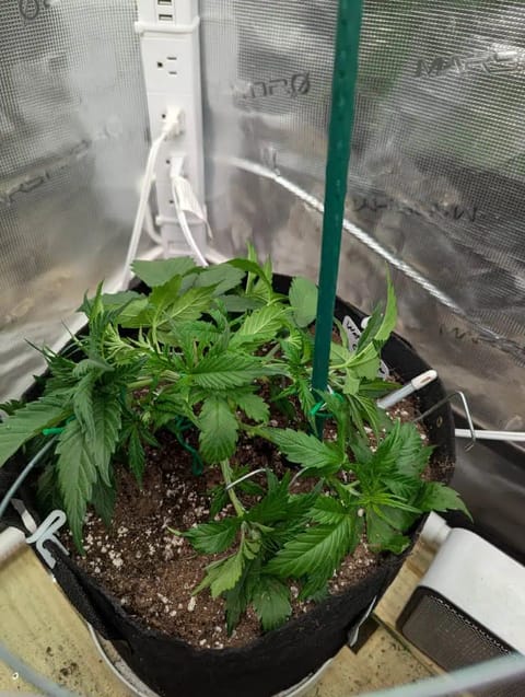 Watermelon OG — vegetative, day 25