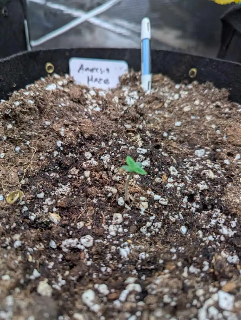 Amnesia Haze — seedling_rooting, day 4