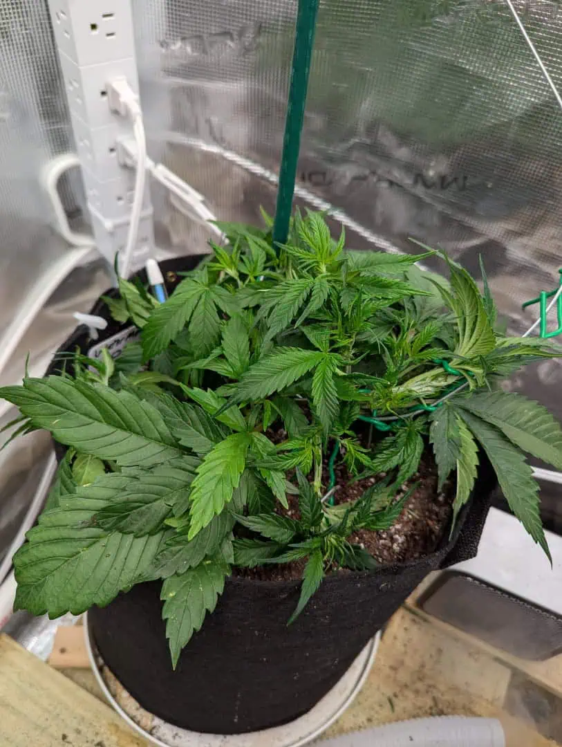 Watermelon OG  — vegetative, day 28