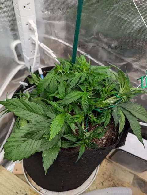Watermelon OG — vegetative, day 28