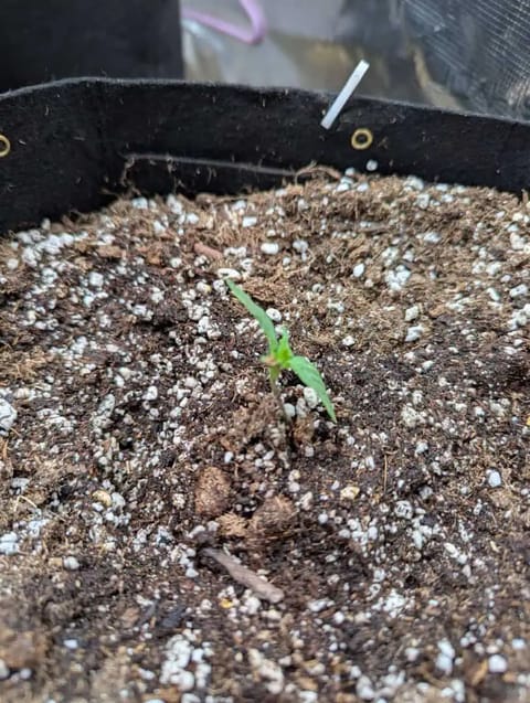 Amnesia Haze — seedling_rooting, day 7