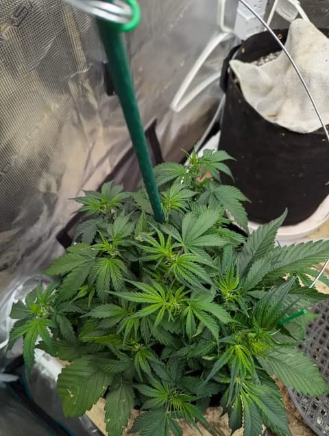 Watermelon OG — flower, day 32