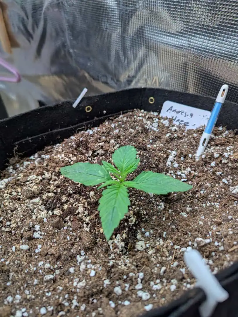 Amnesia Haze — vegetative, day 11