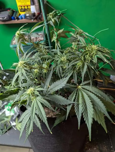 Watermelon OG — flower, day 39